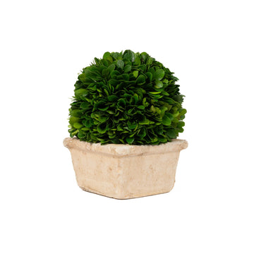 Mills Floral Company 8545SS0401 Square Pot, 6" x 6" - Default Title