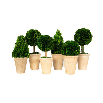Mills Floral Company 865SS0101 Topiary Assortment, 5 - 6" Diameter - Default Title