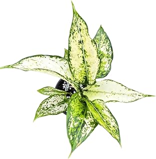 Aglaonema Paragon Live Plant | White Aglaonemas Starter House Plants | Chinese Evergreen Houseplants Cutting | Indoor Outdoor Garden Gift
