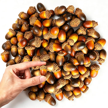 Cllayees Artificial Acorns, 120 Pack, Light Brown and Dark Brown