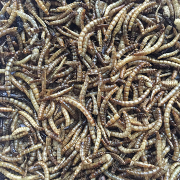 Flock Fest 10 Lbs Bag Fly Larvae by Buffalo Tools – Brown, Model DBSFL10