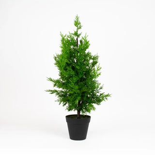 Mills Floral Company 1258X1201 Cypress Topiary, 9" x 9" - Default Title