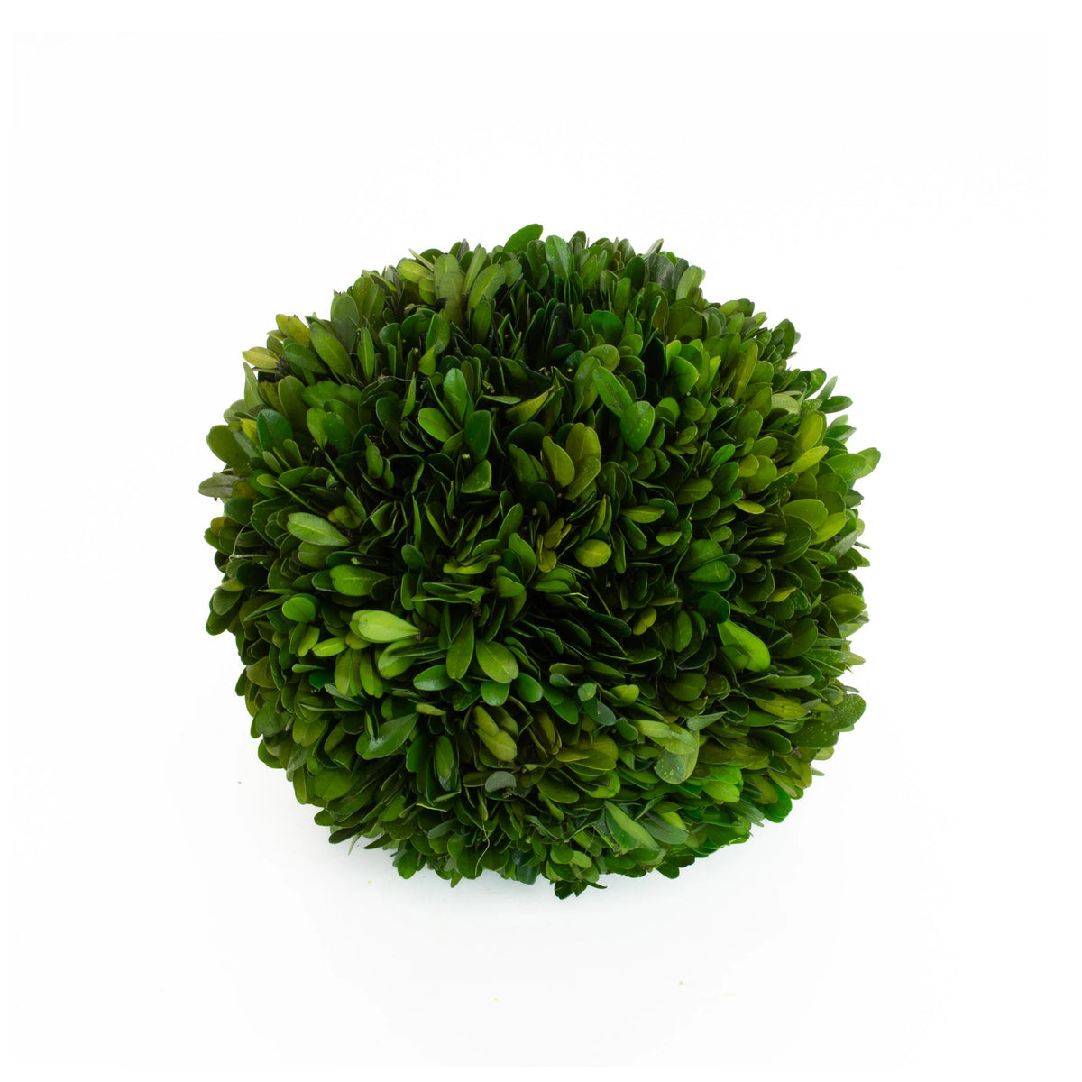 Mills Floral Company Preserved Boxwood Ball, Green - 8"