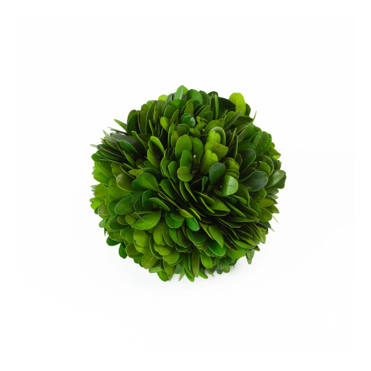 Mills Floral Company Preserved Boxwood Ball, Green - 4"