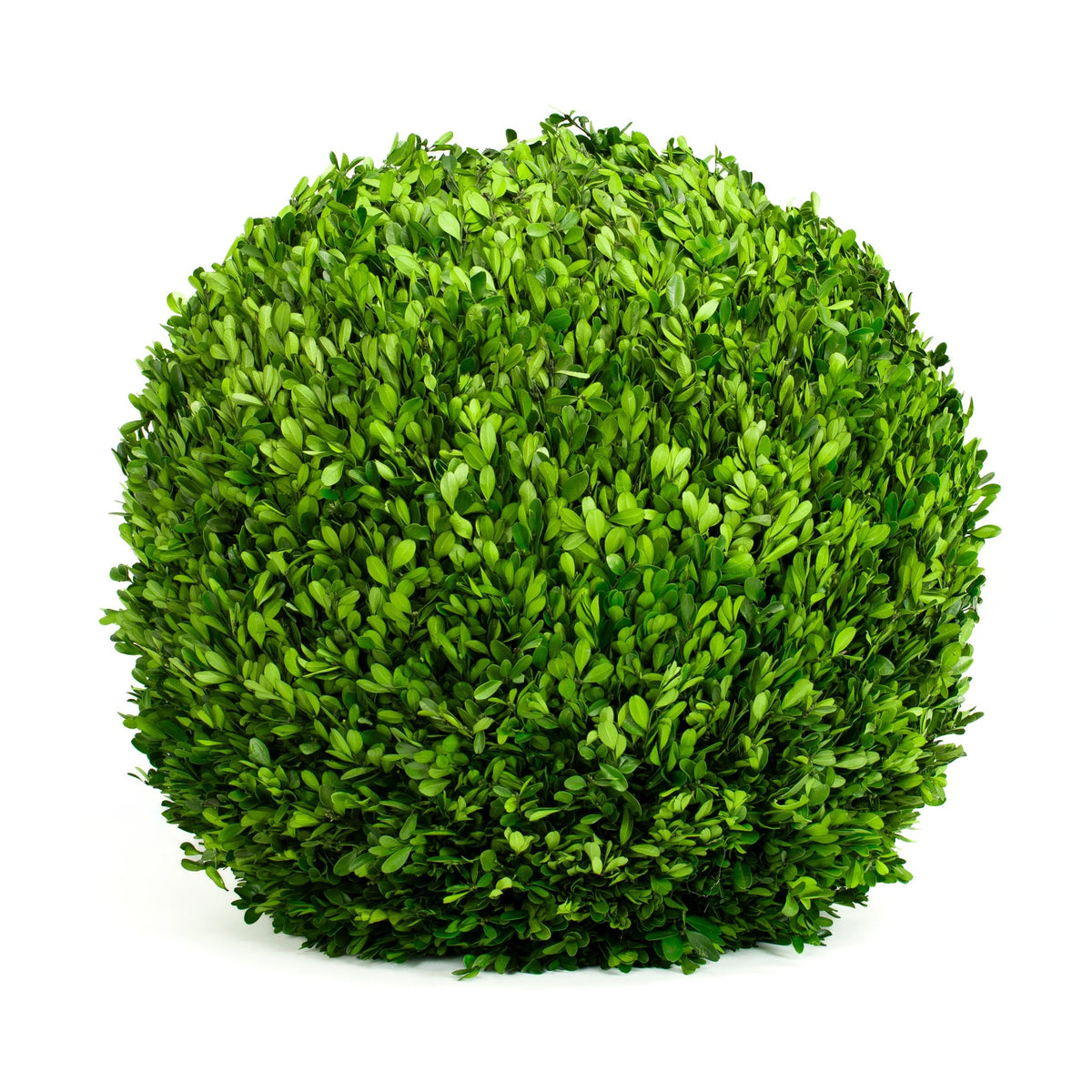 Mills Floral Company Preserved Boxwood Ball, Green - 22"