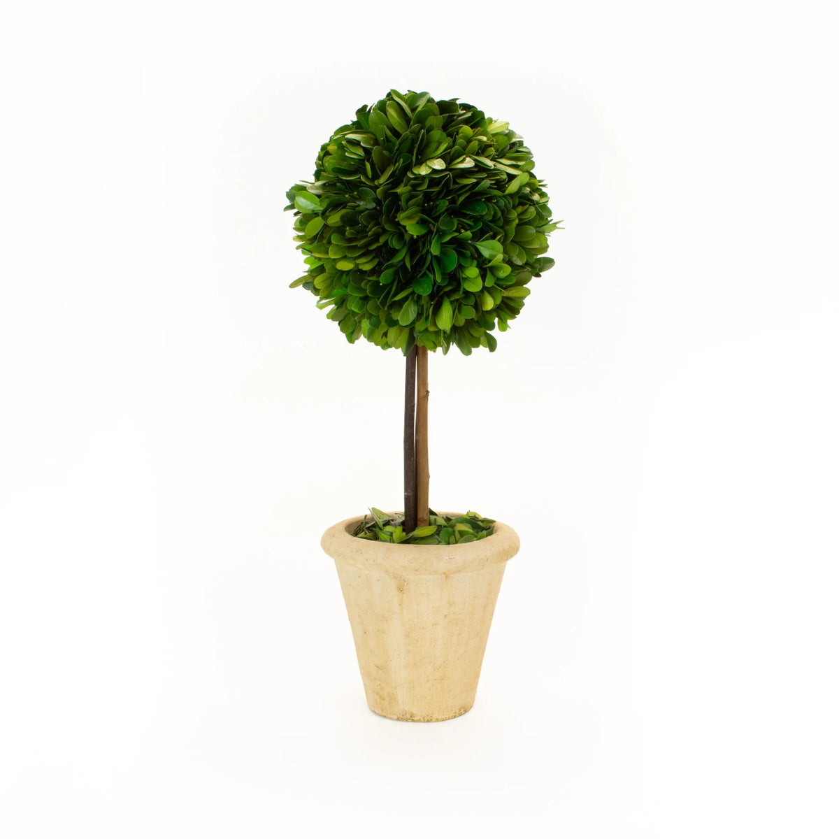 Mills Floral Company Ball Topiary - 6"