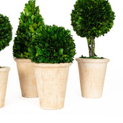 Mills Floral Company 865SS0101 Topiary Assortment, 5 - 6" Diameter - photo 2