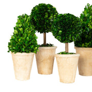 Mills Floral Company 865SS0101 Topiary Assortment, 5 - 6" Diameter - photo 3