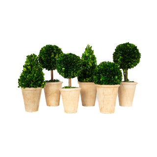 Mills Floral Company 865SS0101 Topiary Assortment, 5 - 6" Diameter - Default Title