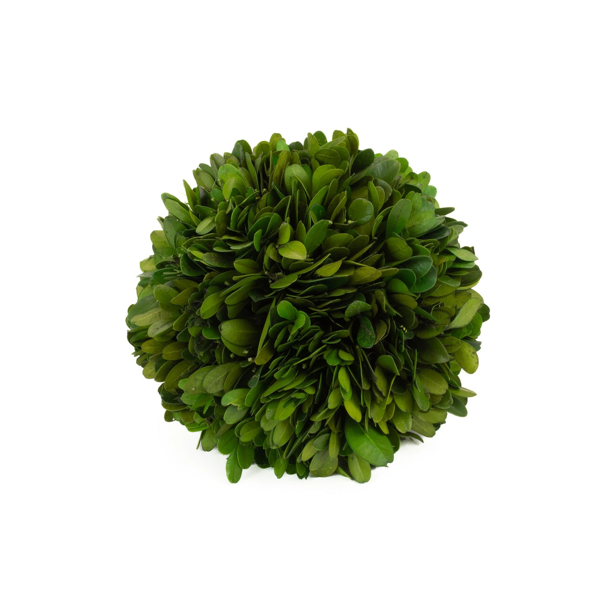 Mills Floral Company Preserved Boxwood Ball, Green - 6"