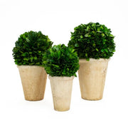 Mills Floral Company 894SS0120 Boxwood Balls, 4 - 6" Diameter - Default Title