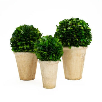 Mills Floral Company 894SS0120 Boxwood Balls, 4 - 6" Diameter - Default Title