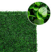 NatraHedge 1250-Boxwood Boxwood Hedge, 7.7 gal. - photo 2