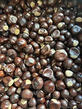 25 drilled Buckeyes - Real Ohio Buckeye nut-