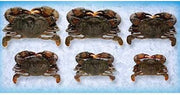 Handy Soft Shell Medium Wild Caught Crab, 1.5 Ounce -- 96 per case.