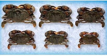 Handy Soft Shell Medium Wild Caught Crab, 1.5 Ounce -- 96 per case.