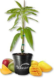 CAC Mango Tree - Grafted - Live Plant in a 3 Gallon Growers Pot - Mangifera Indica - Beautiful Edible Fruit Bearing Tree for Patio and Garden