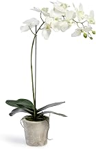 Park Hill Collection Phalaenopsis Orchid Plant in Concrete Pot Large