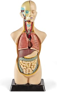hand2mind 19 Inch Tabletop Human Torso Model, Anatomically Accurate Kit, 10 Removable Human Organs, Anatomy Model for Kids, Human Anatomy Torso Model, Science School Supplies, Trachea Model