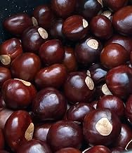 25 undrilled Buckeyes