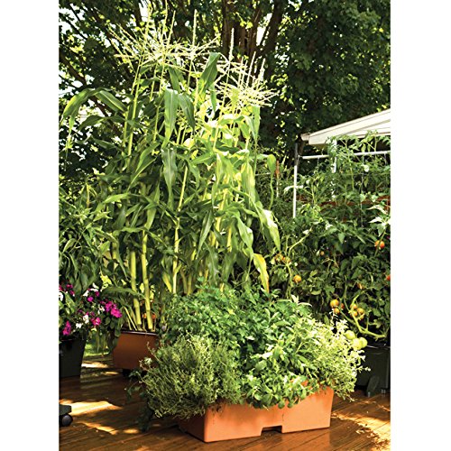 ® Container Gardening System - Terra by EarthBox – 29 inches L x 13.5 inches W x 11 inches H, 3 gallons, Plastic, Terra, Model 80205