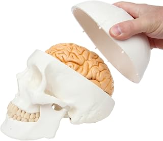 3-Part Human Skull Model, Removable 8-Part Brain, Anatomically Correct Brain Model for Neuroscience, Life Size Plastic Skull Mold from Real Skull, Detailed Product Manual, Made by Axis Scientific