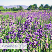 Georgia-Pacific Lavender / Lavender - 12 Screens / Regular Janitorial Deodorizers
