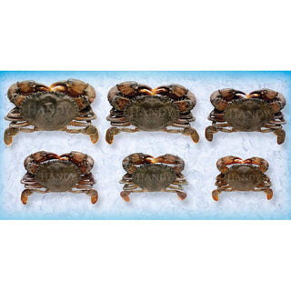 Prime Imported Wild Caught Soft Shell Crab by Handy – Commercial Grade