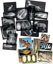 Roylco Animal X-Rays Science Set – 28 Pieces, 14 Authentic X-Rays & Matching Photo Cards, 8" x 10", Animal Anatomy & Radiology Learning for STEM, Classroom Science, & Light Table Activities