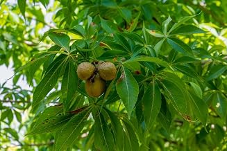 Ohio Buckeye Tree Seedlings for Planting - No Ship to California (1 Seedling)