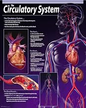 Creative Teaching Press The Circulatory System Chart (5711)