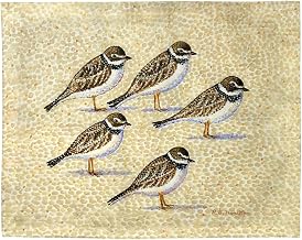 PM1512 Five Sandpipers Place Mat - 14 x 18 in. - Set of 4