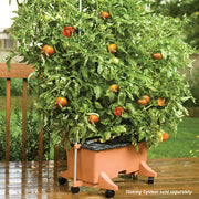 80155 Garden Kit by EarthBox – 29 x 14 x 11 inches, 2 cubic_feet, Plastic, Terra Cotta, Model 1010046