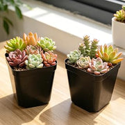 10Pcs Thickened Black Square Succulent Pots, Breathable PP Plastic Plant Pots, Multi Mesh Drainage Nursery Planters, Stackable Flowerpot for Balcony Garden Indoor Planting