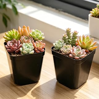 10Pcs Thickened Black Square Succulent Pots, Breathable PP Plastic Plant Pots, Multi Mesh Drainage Nursery Planters, Stackable Flowerpot for Balcony Garden Indoor Planting