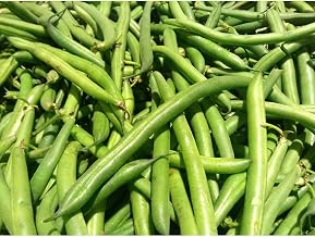 Commodity Canned Fruit and Vegetables Extra Standard 4 Sieve Green Bean, Number 10 Can - 6 per case.