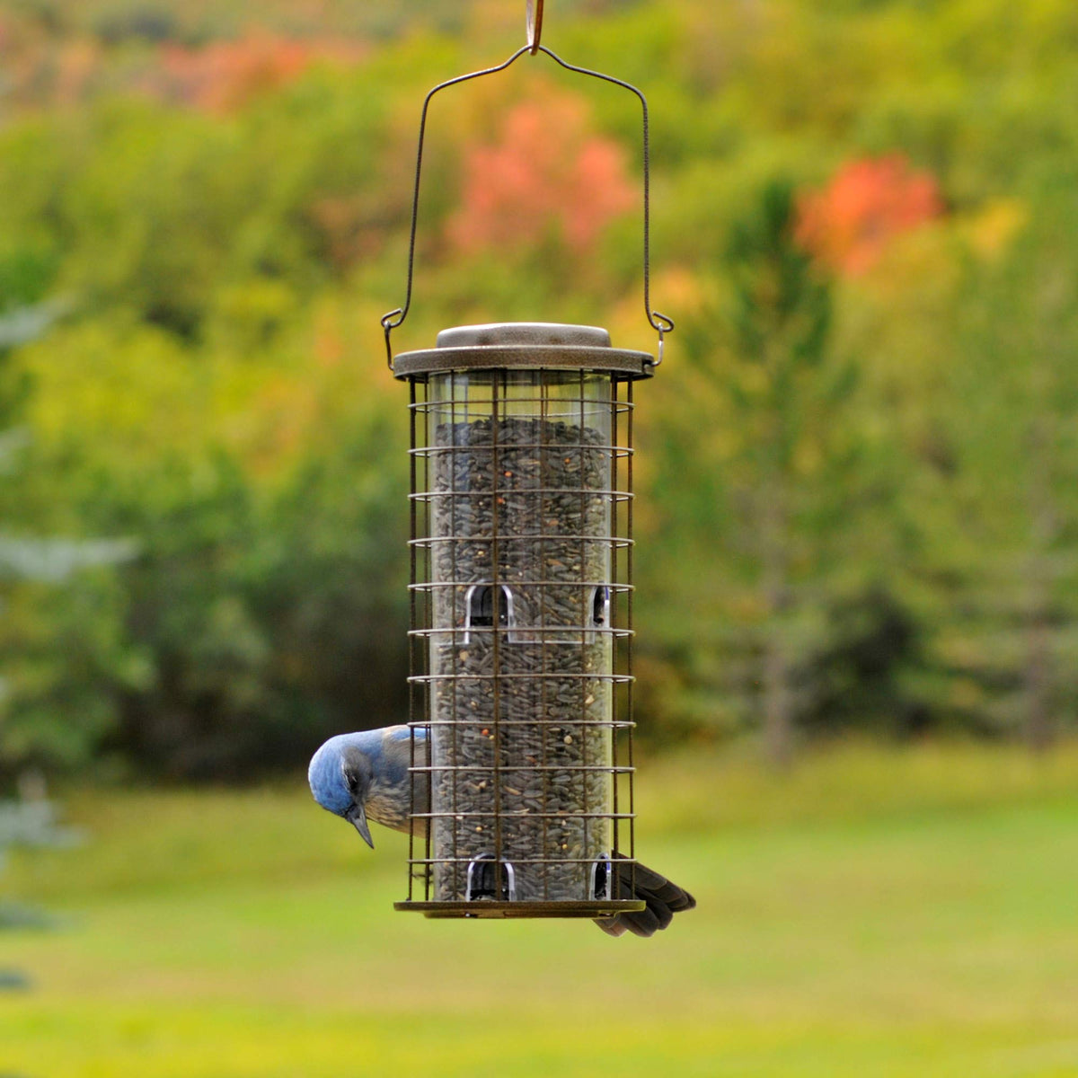 Squirrel Stumper Wild Bird Feeder by Perky-Pet – 6.63W x 5.75D ins., 3 pounds, Metal, Bronze