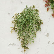 Artificial Vine Wall Hanging Plant by ＫＬＫＣＭＳ – Plastic, Red, Model 3000405045730097018929