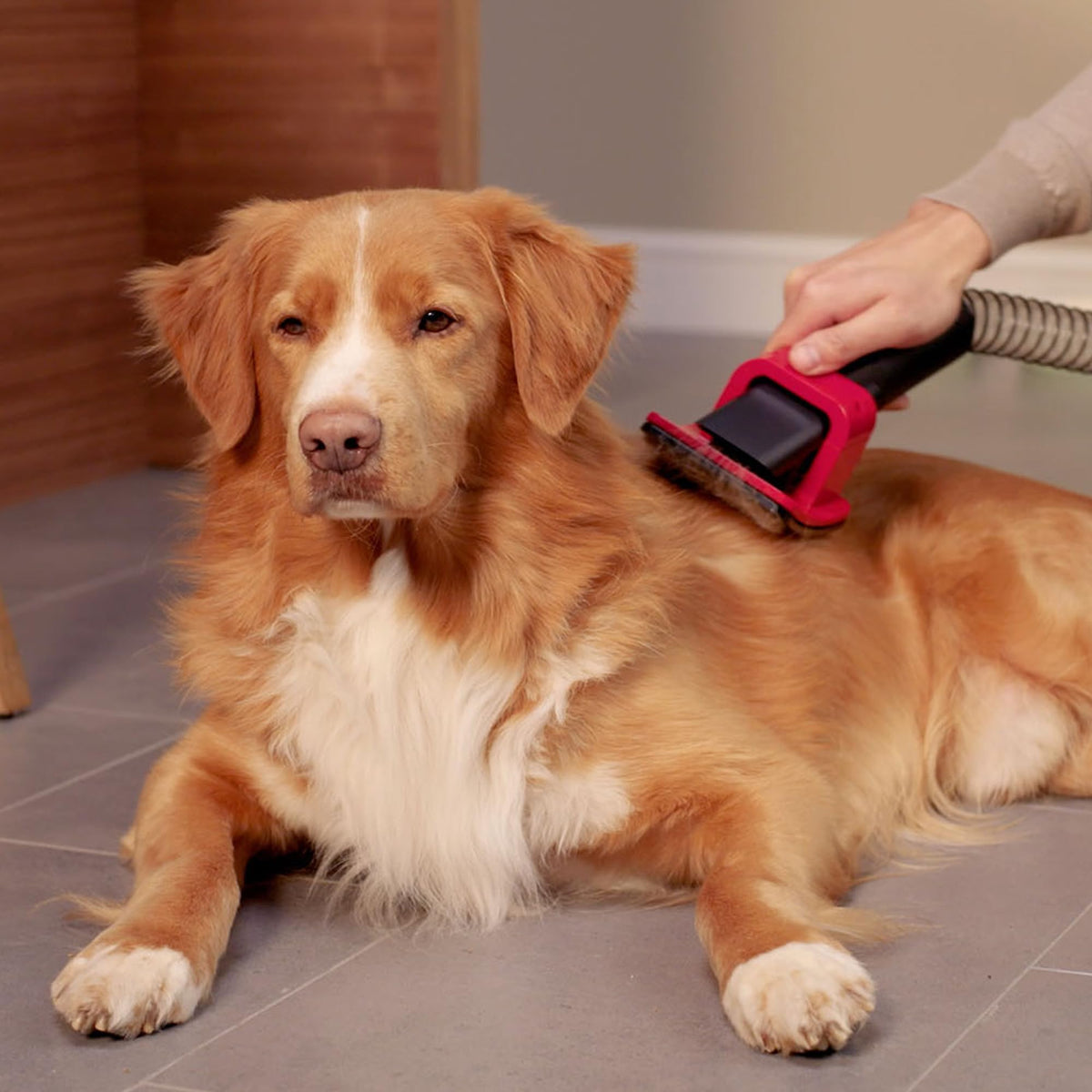 Pet Grooming kit for Your V16 Piston Animal Cordless Vacuum by Dyson – 0 gallons, Black, Model 974562-01