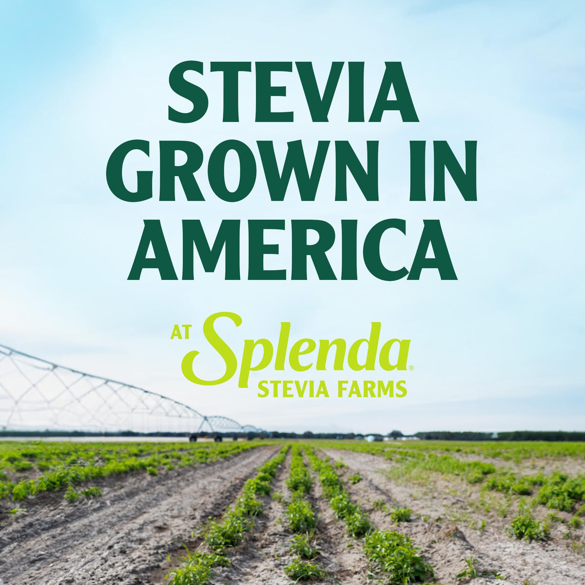 Stevia Zero Calorie Sweetener by SPLENDA – 500 Count (Pack of 1), White