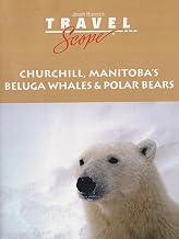 Churchill's Beluga Whales and Polar Bears