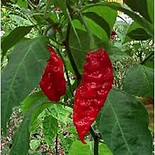 CPI Bhut Jolokia Hot Peppers Seeds (25+ Seeds)