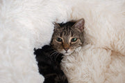 Cuddle Bed Model by Armarkat – Medium, Fabric, White, Model C70NBS-M