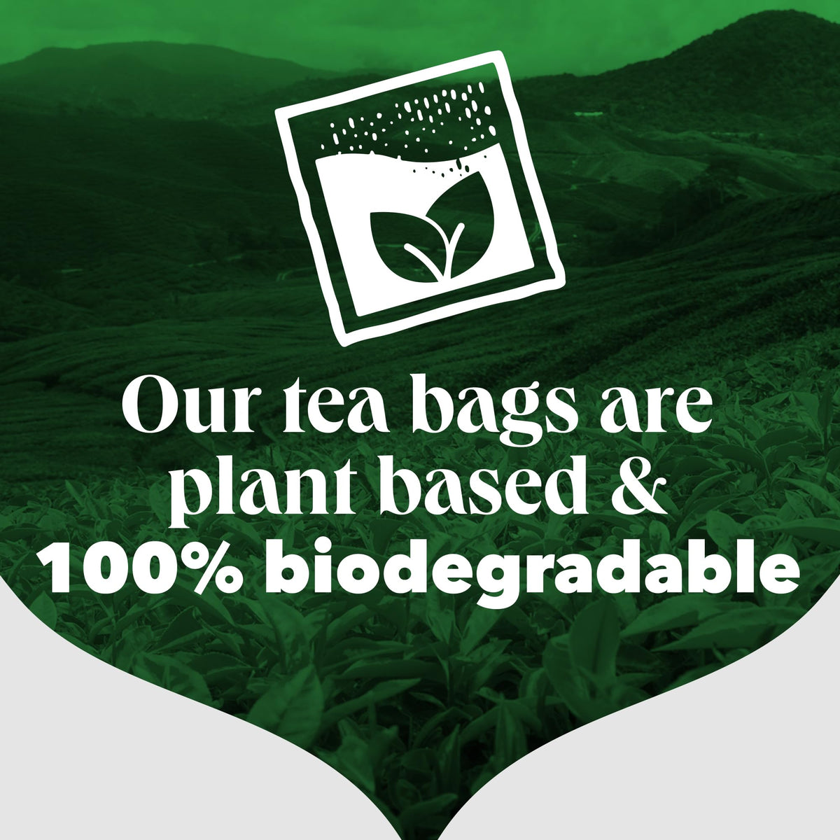 One Cup 100 Teabags 250g by PG Tips – Pack of 100, Model 10462707