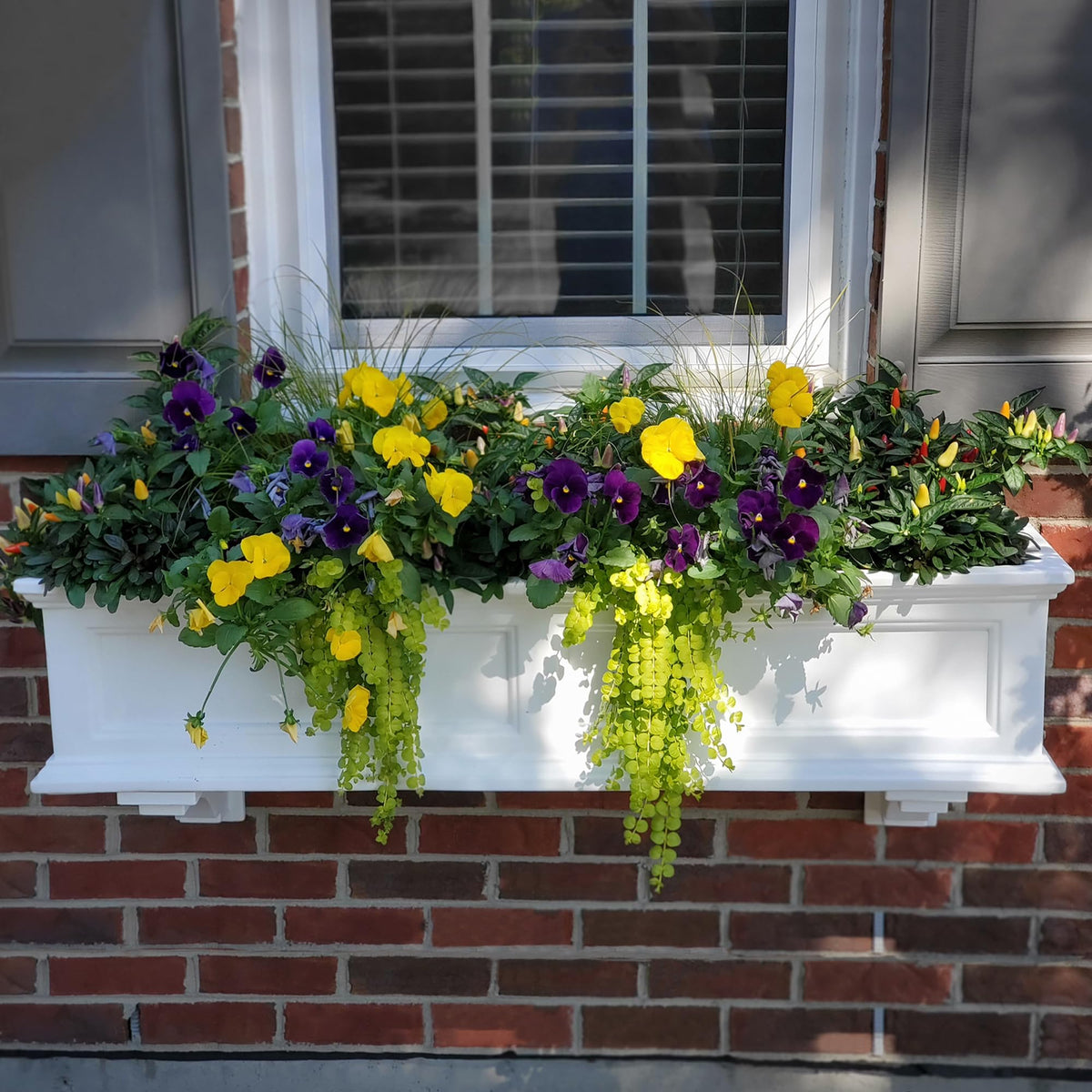 4ft White Durable Self Watering Window Box Planter with Wall Mount Brackets (5823-W) Bundle with Decorative Brackets by Mayne – 4ft, Polyethylene (PE), White, Model Fairfield