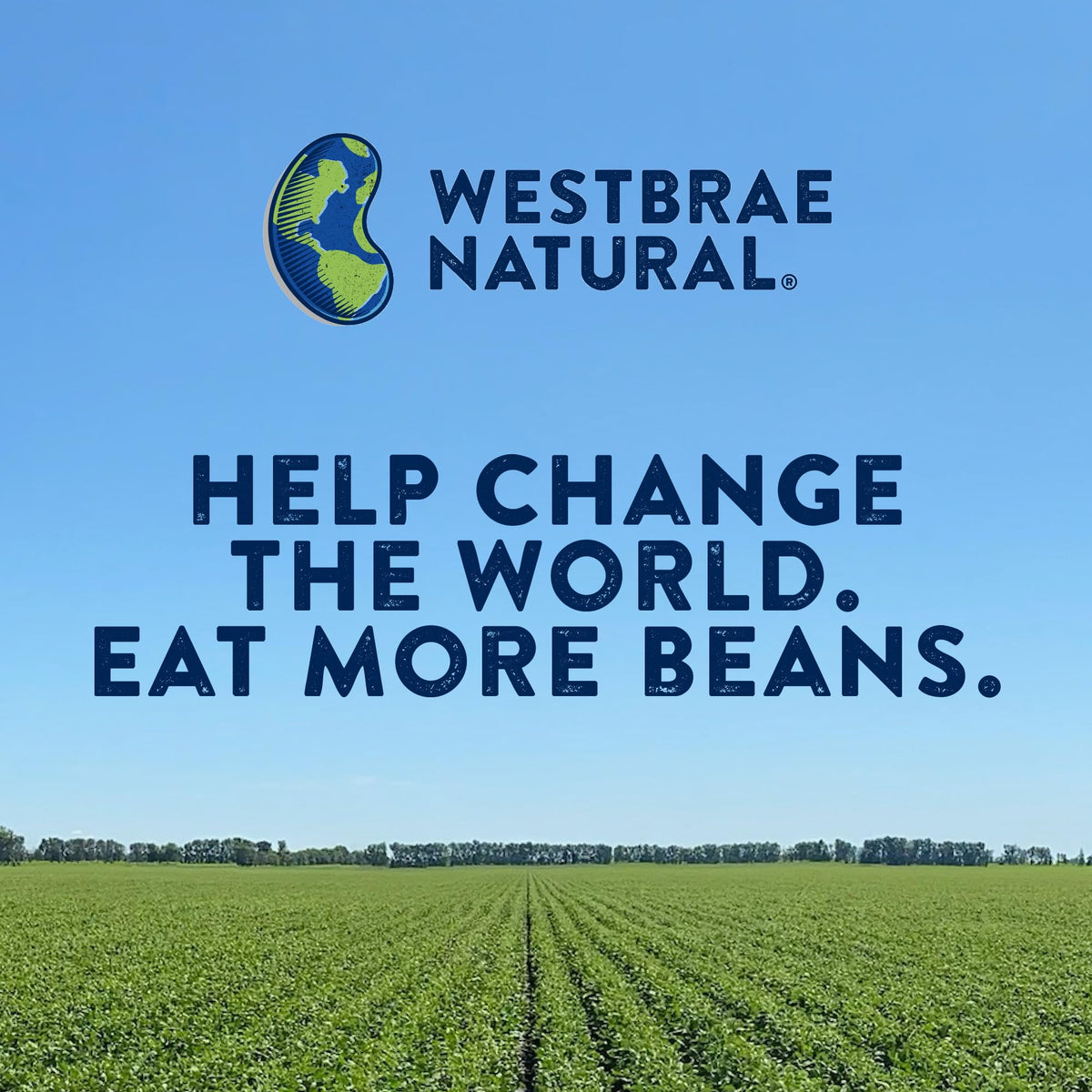 Westbrae Natural Organic Black Beans / 15 Ounce (Pack of 4) / 3.75 LBR (Pack of 1) Black Beans