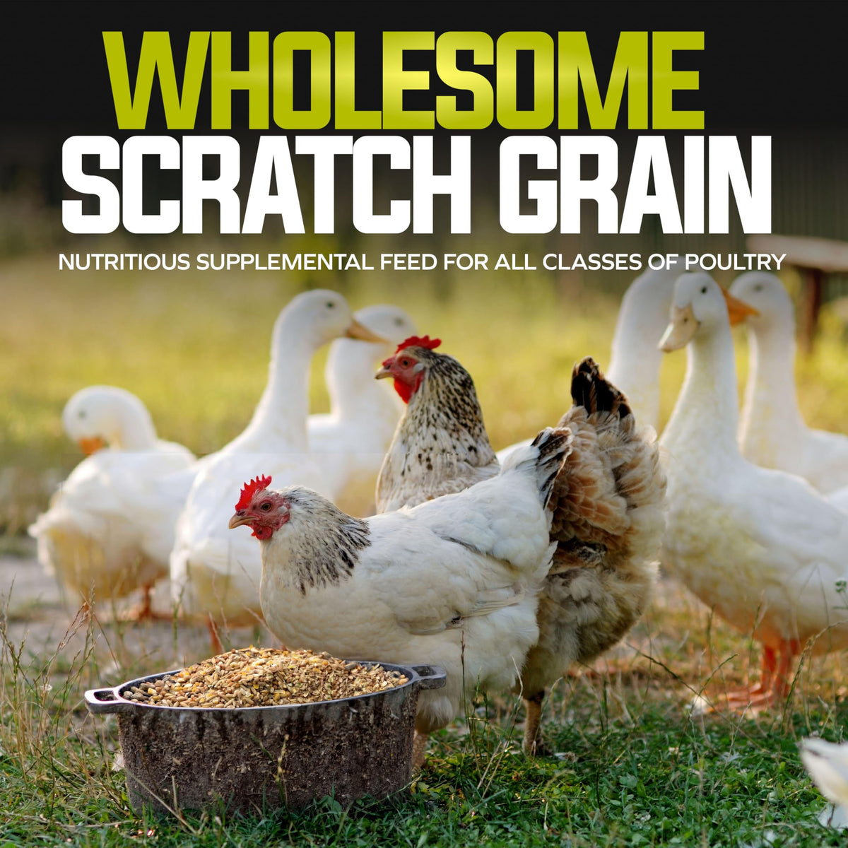 Premium Poultry Scratch Grain | 25-Lb. Bag by Sun Joe – 1 Count (Pack of 1)