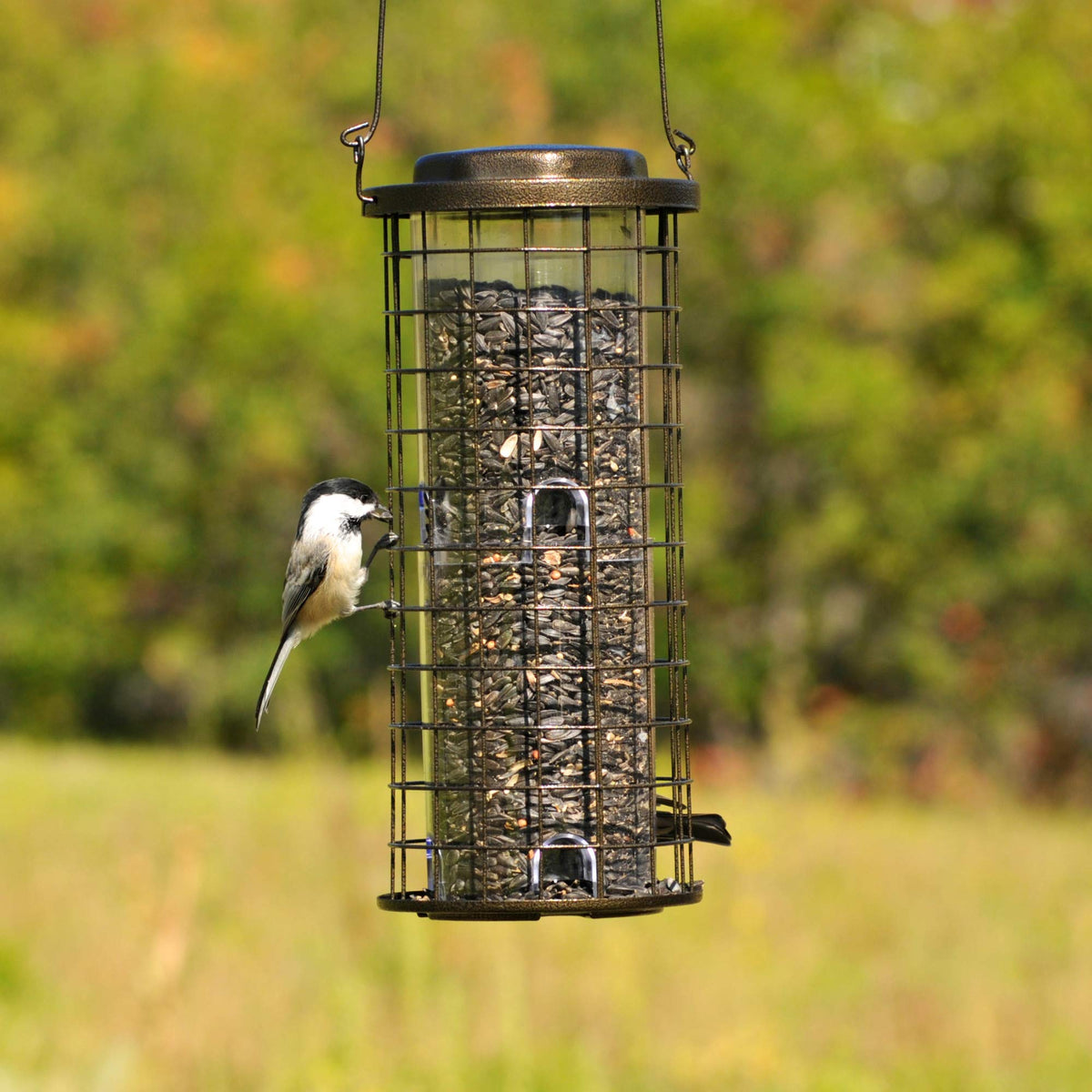 Squirrel Stumper Wild Bird Feeder by Perky-Pet – 6.63W x 5.75D ins., 3 pounds, Metal, Bronze