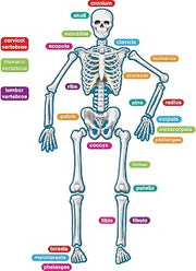 Teacher Created Resources Human Skeleton Magnetic Accents, Multi, "33"" x 10"" x 9.1"""