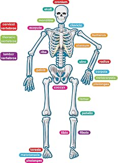 Teacher Created Resources Human Skeleton Magnetic Accents, Multi, "33"" x 10"" x 9.1"""
